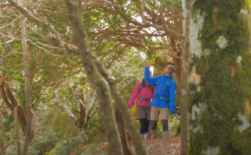 Trekking