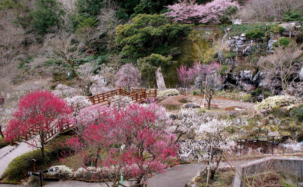 熱海梅園 梅の季節