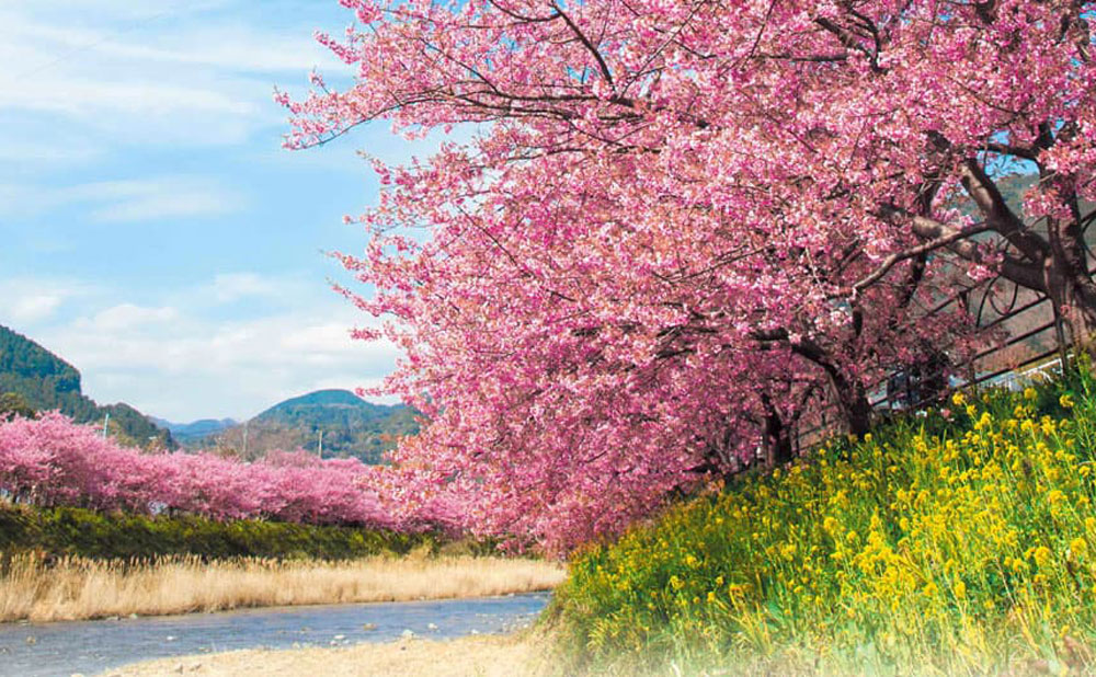 河津桜並木