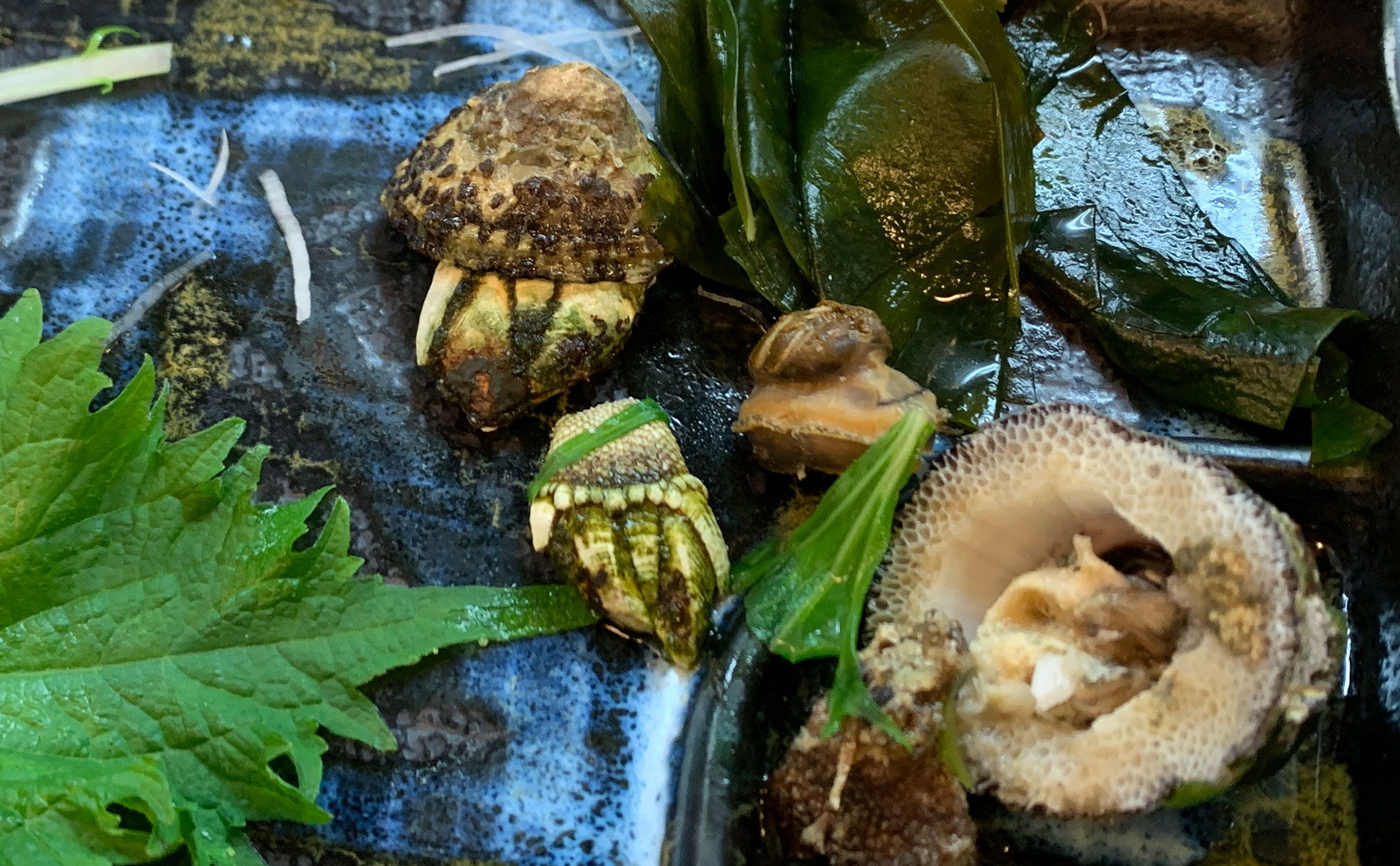 下田 海鮮「ごろさや」(Gorosaya) カメの手